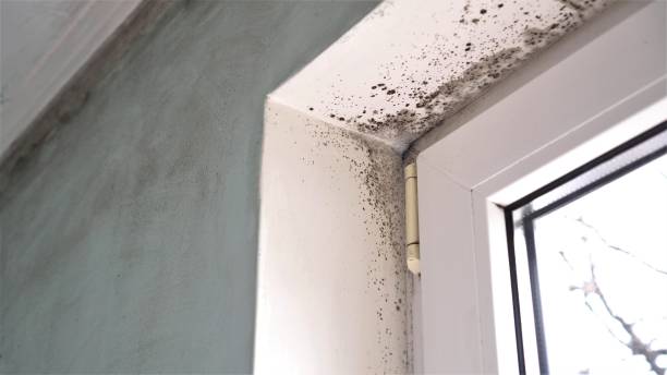 Best Residential Mold Remediation in Rock Creek, AL