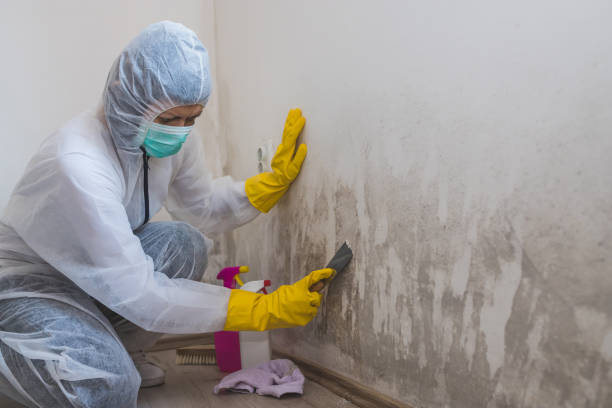 Best Commercial Mold Remediation in Rock Creek, AL