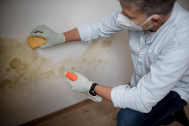 Best Post-Flood Mold Remediation in Rock Creek, AL