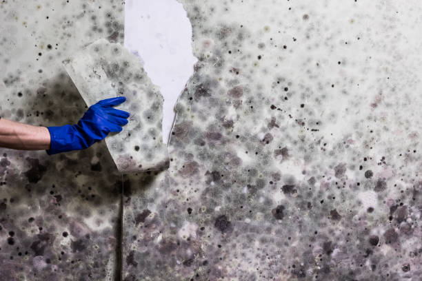 Best Preventive Mold Services in Rock Creek, AL
